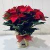 Poinsettia roja grande.
