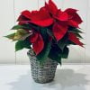 Poinsettia roja mediana en cesta.