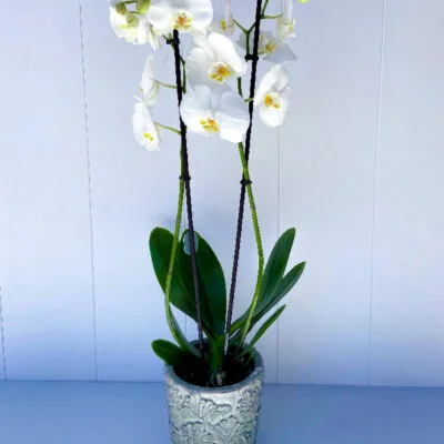 Orquídea Phalaenopsis blanca en una cerámica con dibujos de hojas.