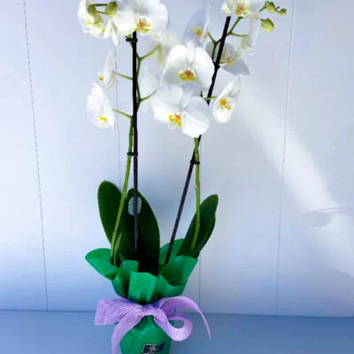 Orquídea Phalaenopsis blanca prepara para regalo.