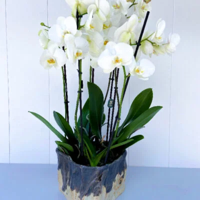 Tres Orquideas blancas de diferentes colores en una cerámica.